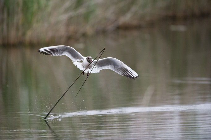 Mouette rieuse