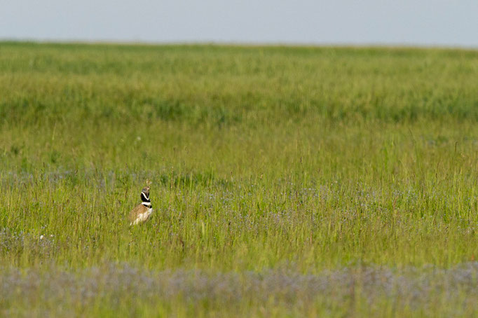 Outarde canepetière - Jachère du Haut Poitou - 12/05/2015