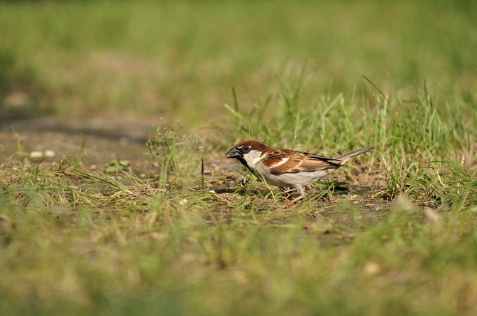 Moineau domestique - Fusina (Italie) - Juillet 2010