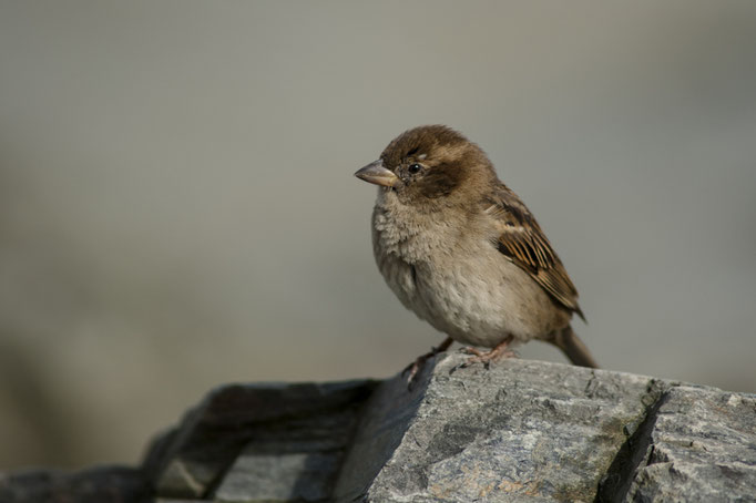 Moineau domestique