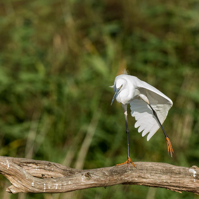 Aigrette garzette - Saint-Michel-en-Brenne (36) - 22/08/2015