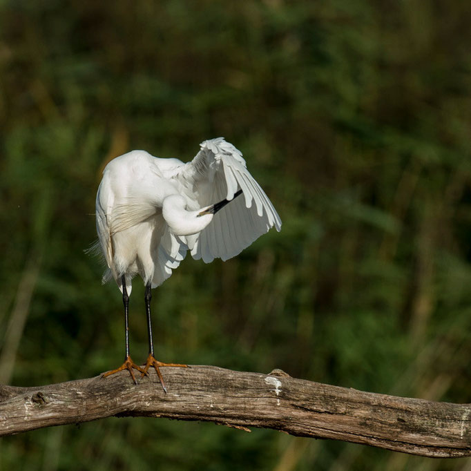 Aigrette garzette - Saint-Michel-en-Brenne (36) - 22/08/2015