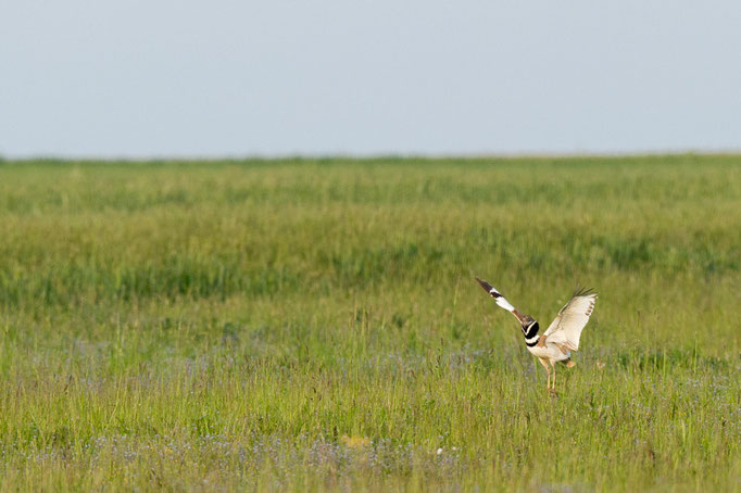 Outarde canepetière - Jachère du Haut Poitou - 12/05/2015
