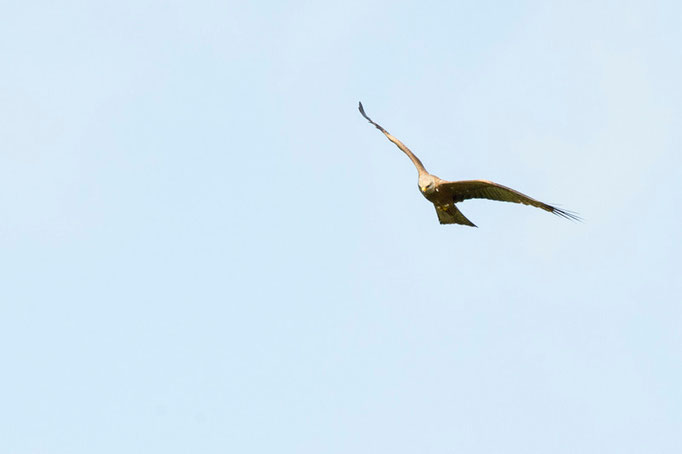 Milan royal - Île d'oléron - 08/05/2015