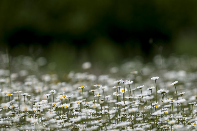 Vapeur de marguerites