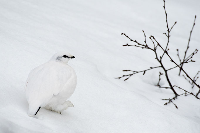 Lagopède alpin (Lagopus muta) - Islande 03/2017