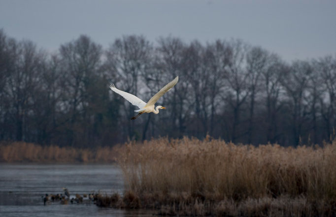 Grande aigrette - Saint-Michel-en-Brenne (36) - 17/01/2016