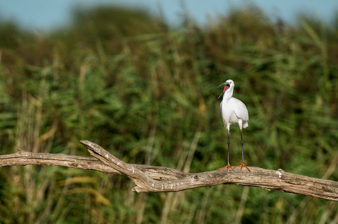 Aigrette garzette - Saint-Michel-en-Brenne (36) - 22/08/2015