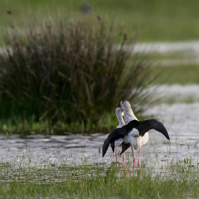 Echasse blanche (accouplement) - Ile d'Oléron (17) - 04/05/2015