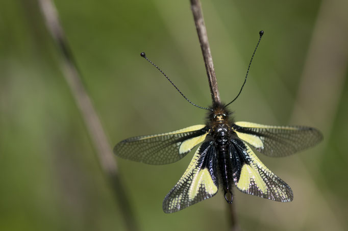 Ascalaphe soufré - Libelloides coccajus