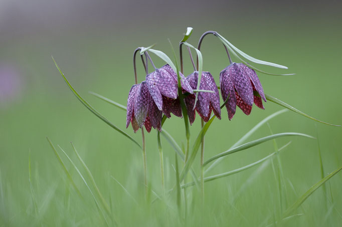 Fritillaire pintade