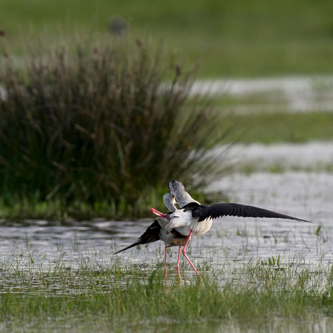 Echasse blanche (accouplement) - Ile d'Oléron (17) - 04/05/2015