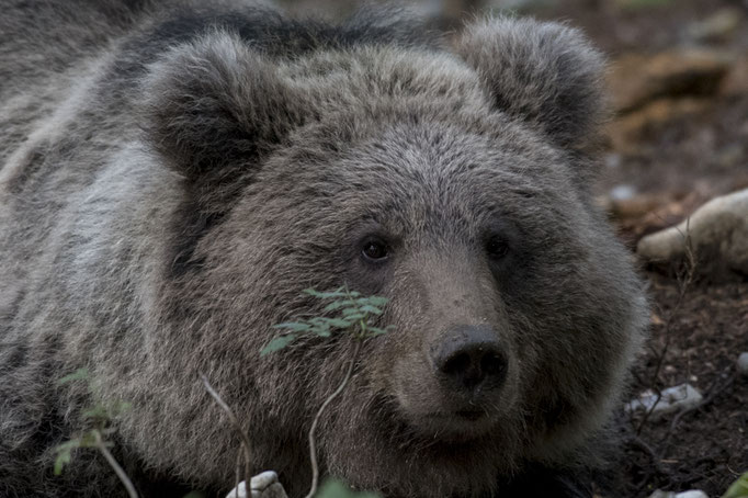 Ours brun (Ursus arctos) - Slovénie - 09/2017