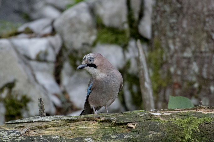 Geai des chênes (Garrulus glandarius) - Slovénie 09/2017 