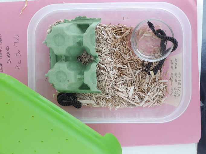 Maintien en captivité des nouveaux nés de couleuvre vipérine