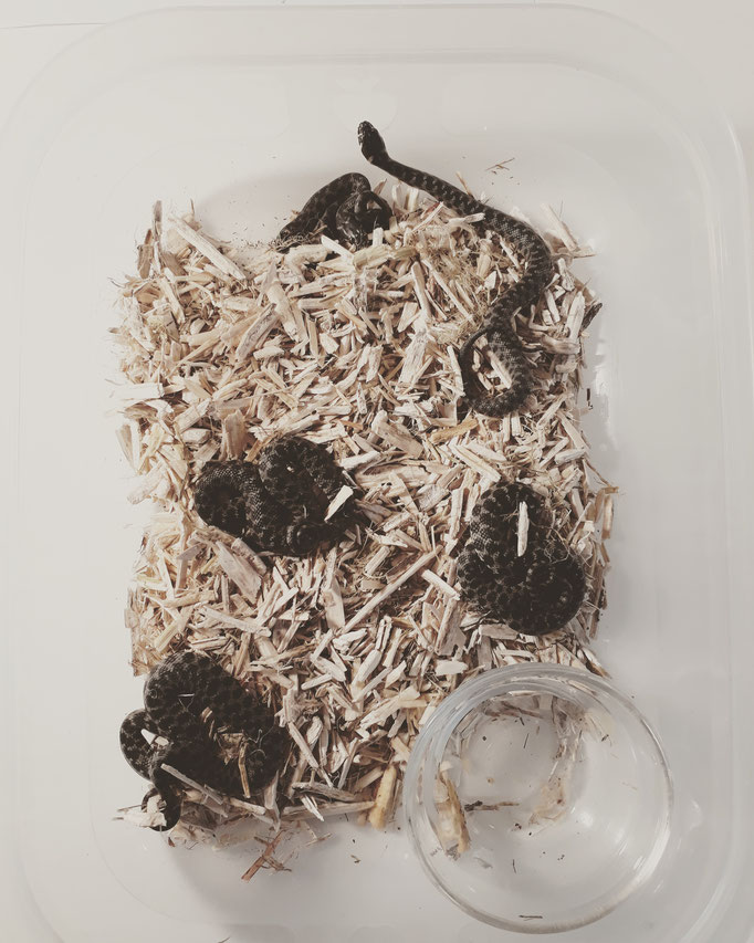 Maintien en captivité des nouveaux nés de couleuvre vipérine