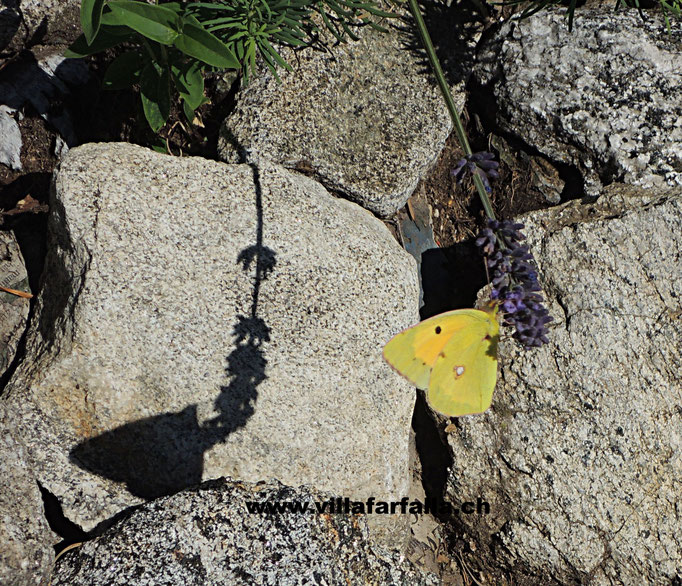 Goldene Acht