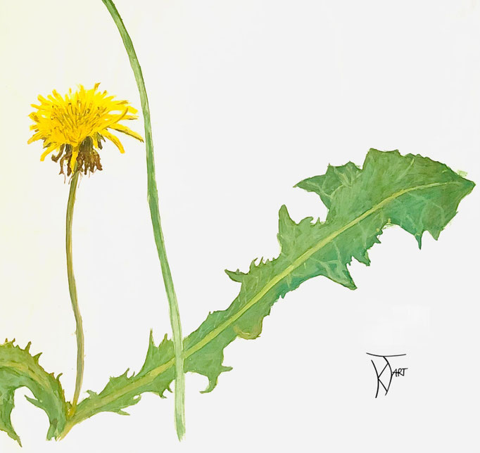 Löwenzahn  |  21 x 20,5 cm  |  Aquarell