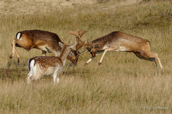 Vechtende damherten - Fighting fallow deers.