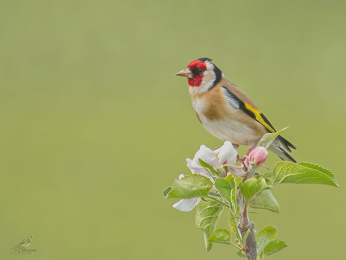 Putter mannetje in de bloesem - Goldfinch in the blossom.