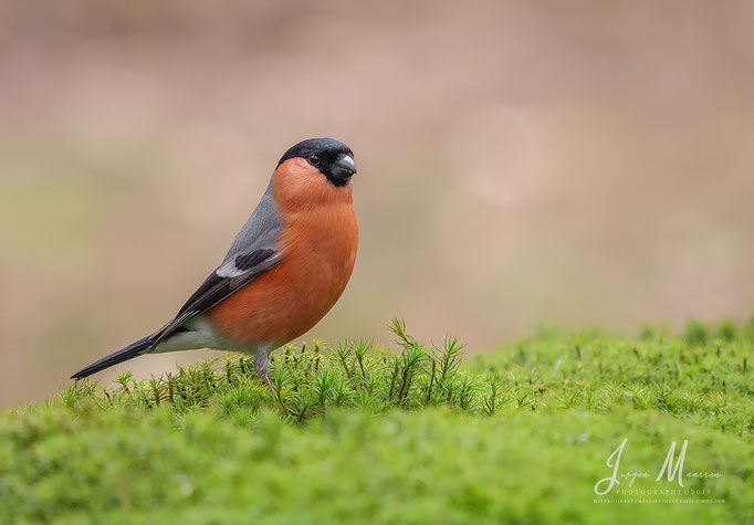 Goudvink man - Bullfinch male.