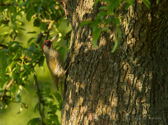 Groene specht ♂ - Green Woodpecker ♂.