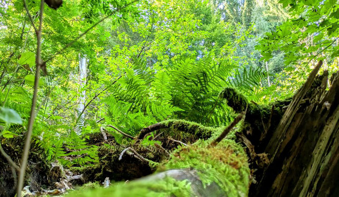 Wälder sind zu allen Jahreszeiten schön (Foto: Weigand Naumann) 