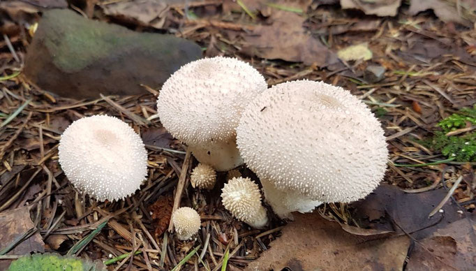 Flaschenstäublinge (Foto: Weigand Naumann)