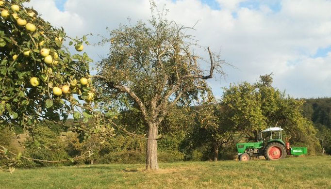 Streuobstwiesen sind typisch für unsere Gegend (Foto: Leonie Sinn) 
