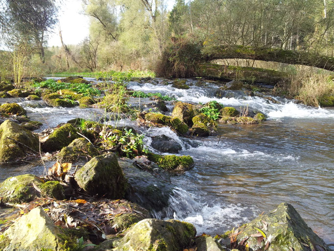 Auenlandschaft bei Moosburg