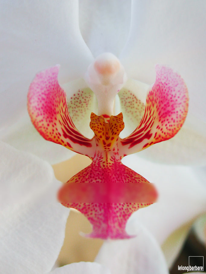 le long barbare photographie - pandora - phalaenopsis sp - jura