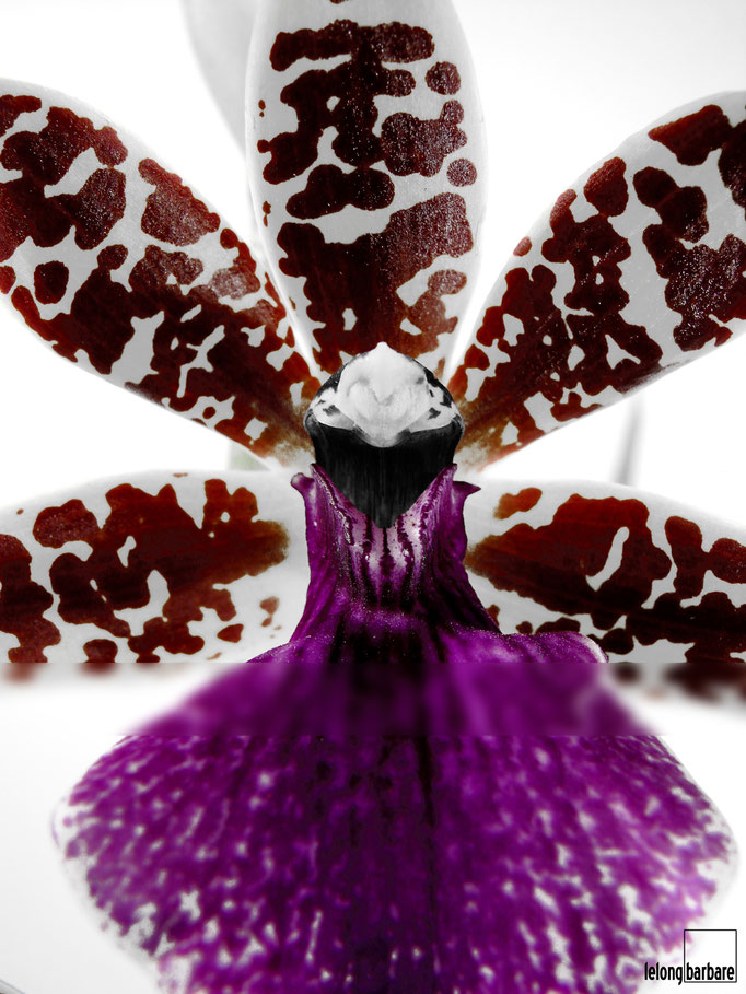 le long barbare photographie - la danseuse - zygopetalum sp - jura - 20140320