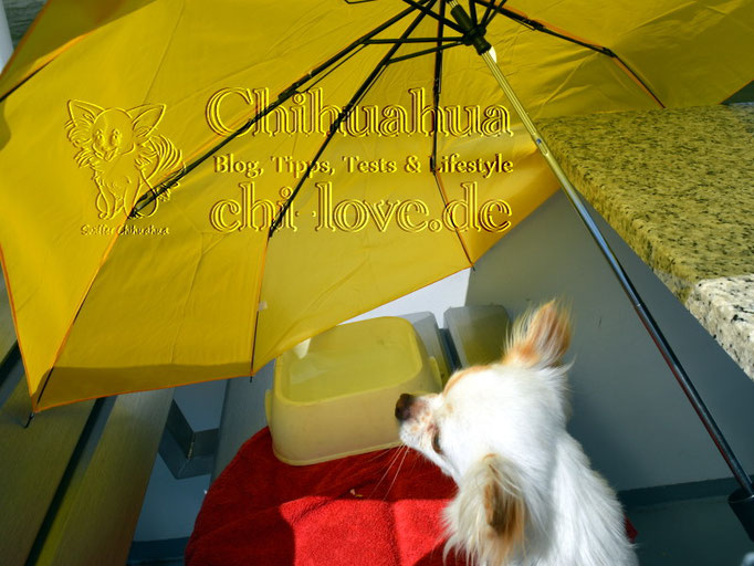 Chi-Love.de | Veranstaltungskalender für Mensch und Hund | Die Seite für Chihuahua-Eltern! 
