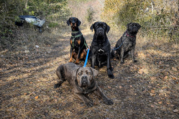 Athos Della Guardia Néra - 9 mois avec ses copines