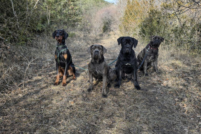 Athos Della Guardia Néra - 9 mois avec ses copines