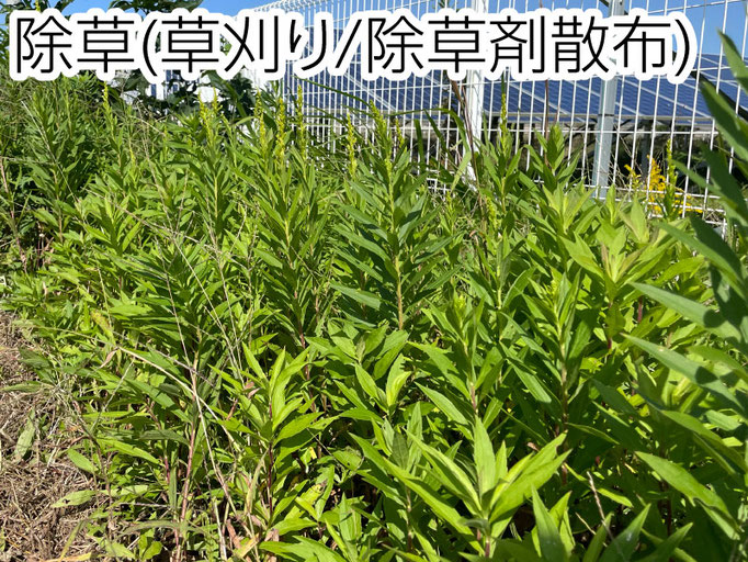 お庭のお手入れから太陽光発電所などの広い現場まで、現場に合ったプランをご提案いたします。