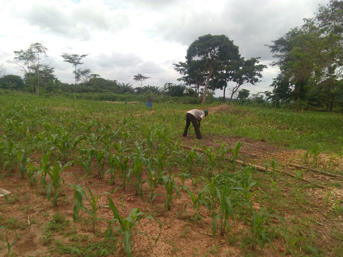 TIJANI INCREASED YIELD THROUGH THE ADOPTION OF IMPROVED FARMING TECHNOLOGIES AND AGRONOMIC PRACTICES (