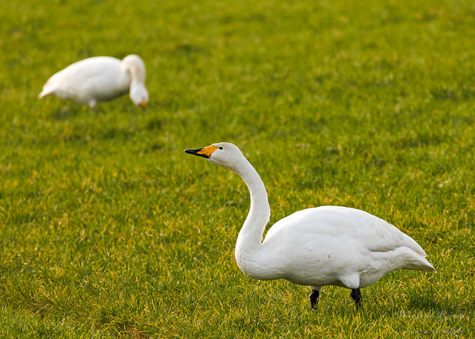 Singschwan (Cygnus cygnus)