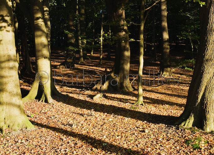 Lichtungen #04