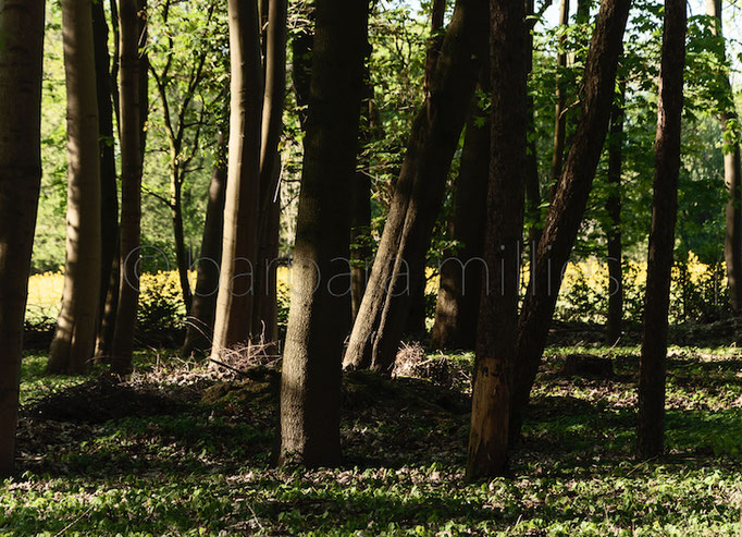 Lichtungen #35