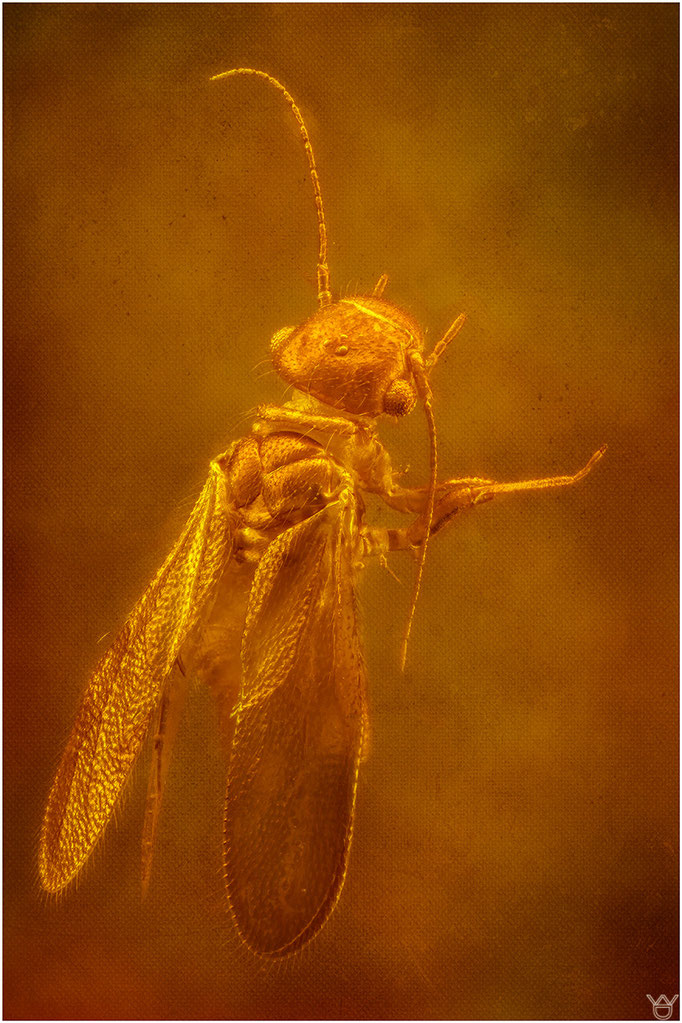 605, Archipsocus sp Archiprocidae Psocoptera, Staublaus, Baltic Amber