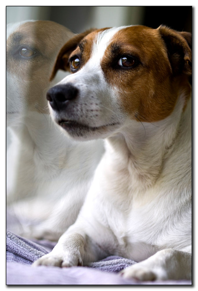 Jack Russel Terrier