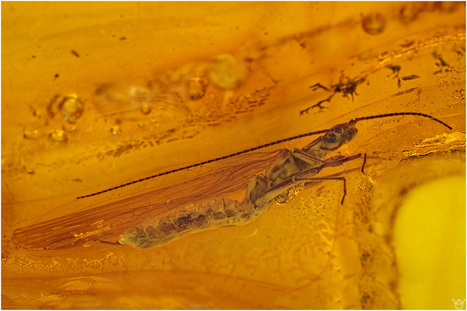 572, Plecoptera, Steinfliege, Baltic Amber