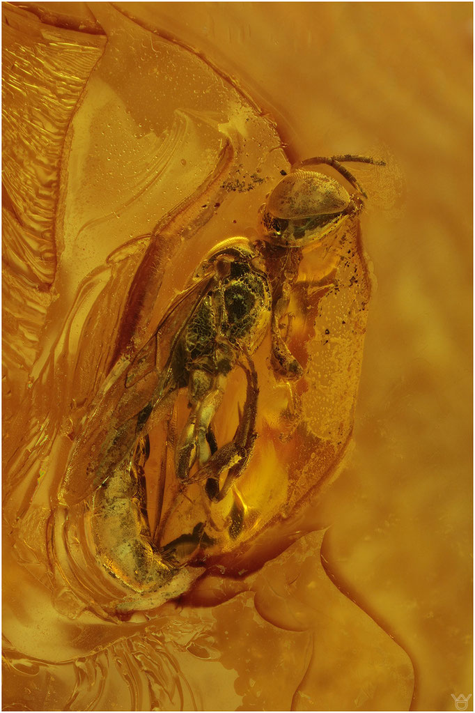 616, Spheciformes, Grabwespe, Baltic Amber