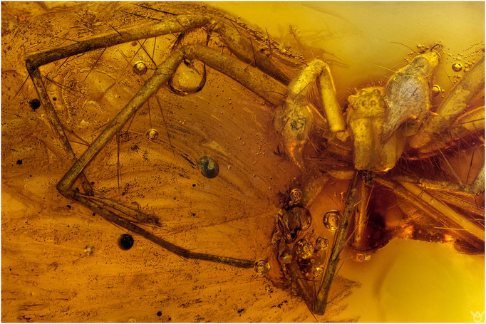 675, Araneae, Spinne, Baltic Amber