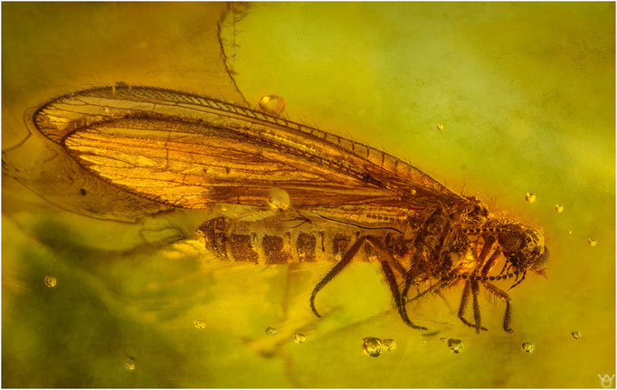 632, Nevrorthidae, Netzflügler, Baltic Amber