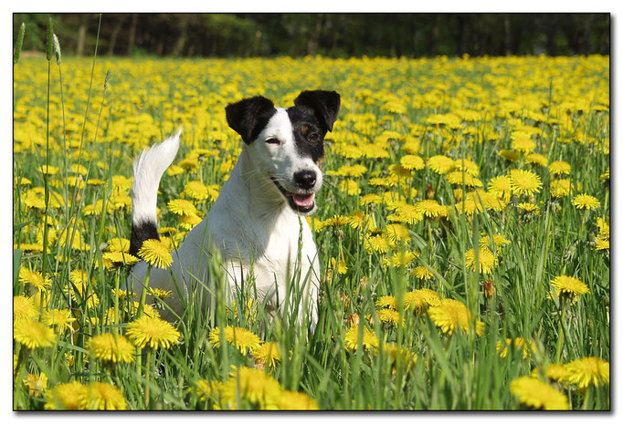 Foxterrier