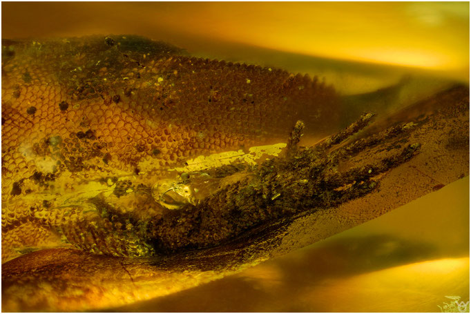 629, Lizard Hand, Eidechsen - Fuß, Burmese Amber