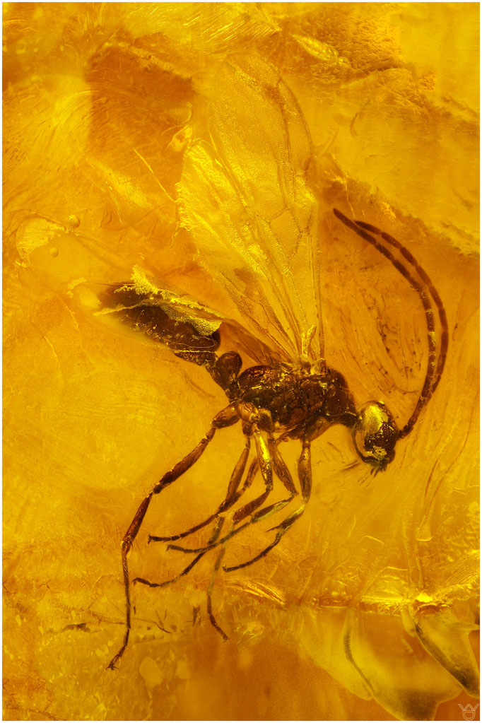 613, Ichneumonidae, Schlupfwespe, Baltic Amber