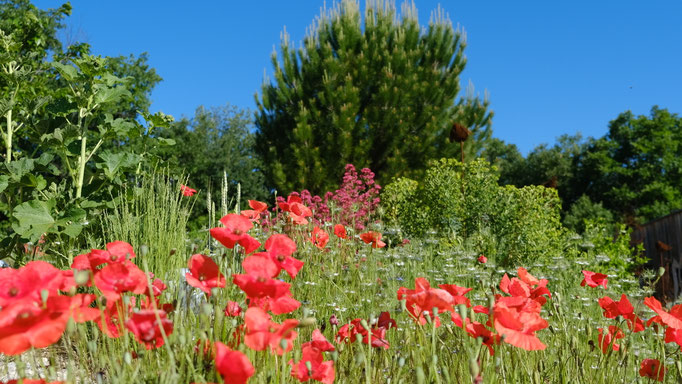 Le jardin et ses coquelicots